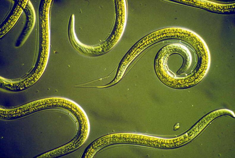 Nematoden