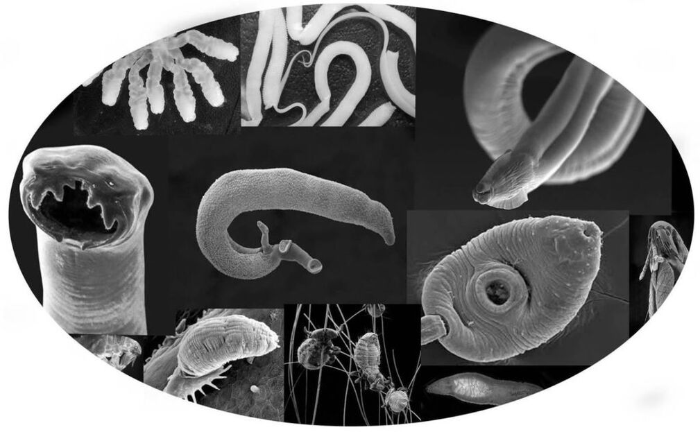 Parasiten