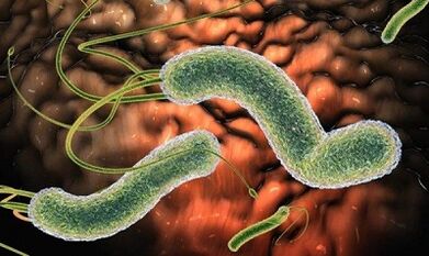 Arten von Parasiten im menschlichen Blut