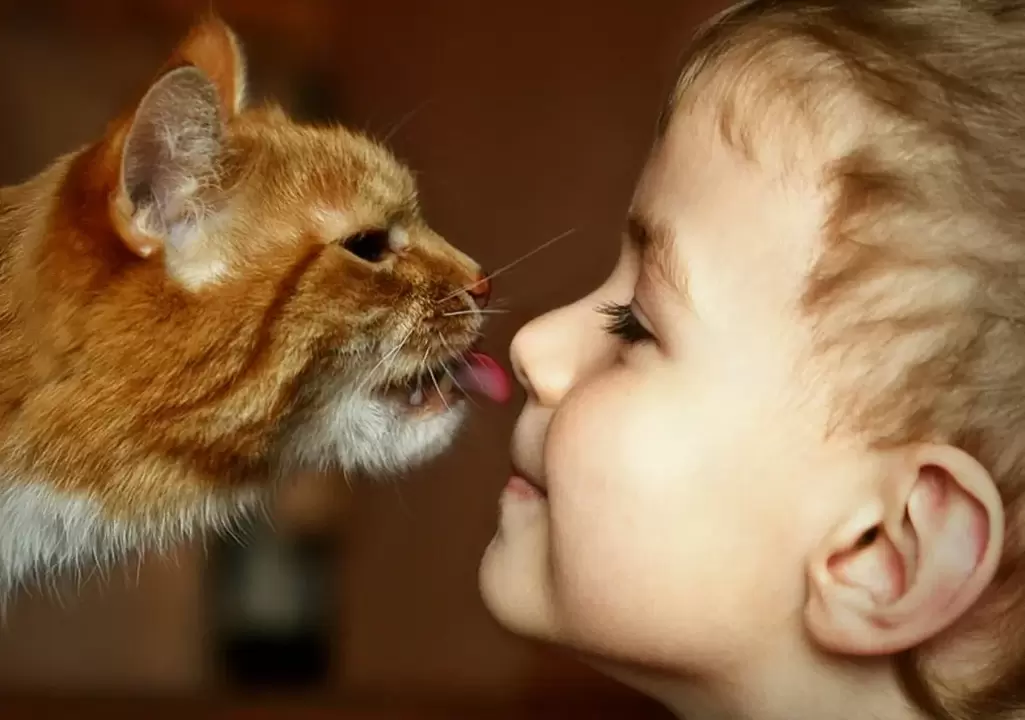 Ein Junge küsst eine Katze und infiziert sich mit Würmern